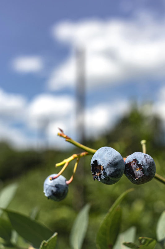Blueberry Branch